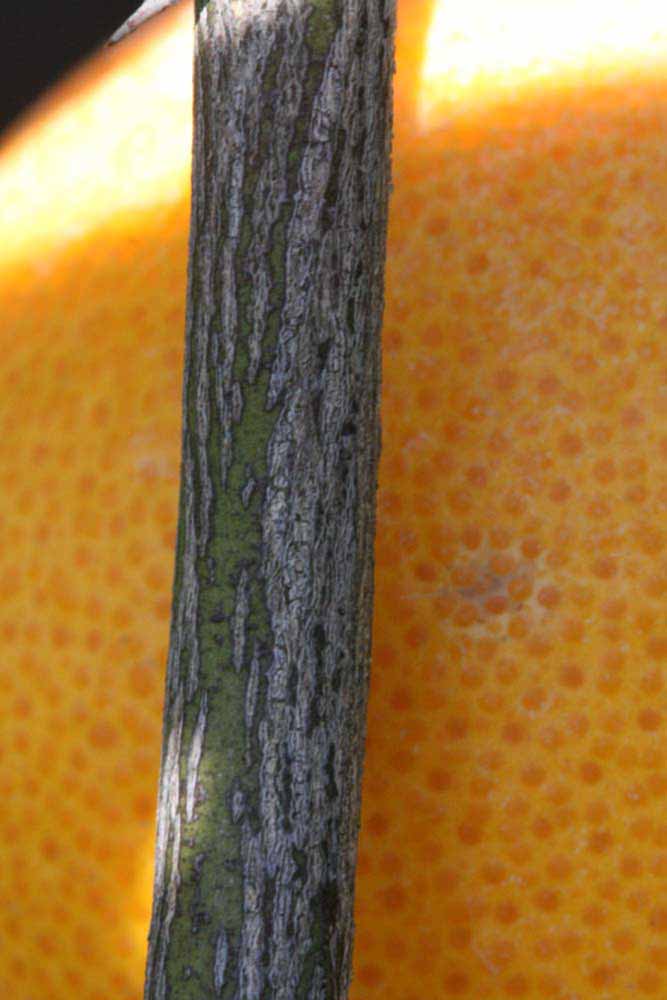              Second - third year twig (Riverside, CA)       